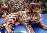  ?? ?? Claws out: Tobias and Hannah Ellwood... and Atticus the bengal