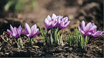  ??  ?? Some plants have ultraviole­t-sensitive patterns on their flowers to attract bees. MAJID SAEEDI/GETTY IMAGES