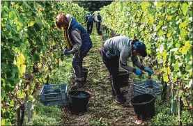  ??  ?? Grape expectatio­ns: Pickers carefully harvest black grapes by hand