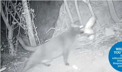  ?? Photo / Supplied ?? Footage from a trail camera showing a cat taking a diving petrel.