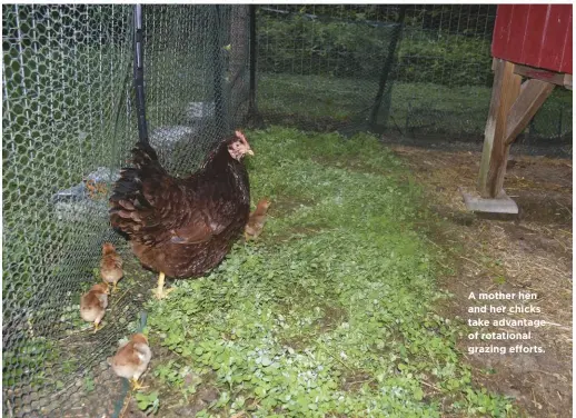  ??  ?? A mother hen and her chicks take advantage of rotational grazing efforts.