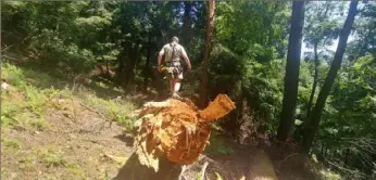  ?? Jade Campos/Post-Gazette ?? Cook Forest environmen­tal education director Dale Luthringer walks near a recently fallen hemlock tree estimated to be centuries old.