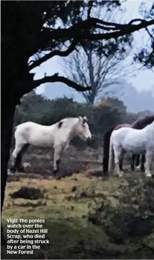  ??  ?? Vigil: The ponies watch over the body of Hazel Hill Scrap, who died after being struck by a car in the New Forest