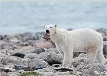  ?? SEAN KILPATRICK THE CANADIAN PRESS FILE PHOTO ?? New research suggests an answer to the mystery of how polar bears survived previous eras of low sea ice.