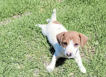  ?? Picture: SUPPLIED ?? STILL SEARCHING: This six-week-old Jack Russell puppy was stolen off the passenger seat off a car in town