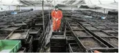  ?? Picture: REUTERS / BAZ RATNER ?? NEW-AGE FOOD: An employee works next to boxes used to grow black soldier flies in the Insectipro farm in Red Hill, Kiambu County, Kenya.