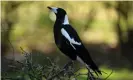  ?? Photograph: Peter Parks/AFP/Getty Images ?? Every spring Australian­s are subjected to swooping attacks from magpies, which nonetheles­s were voted bird of the year in 2017 by Guardian Australia readers.