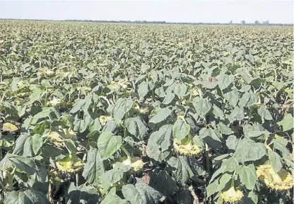  ??  ?? Girasol. El productor debe buscar híbridos que tengan una inclinació­n adecuada para evitar el daño de aves.