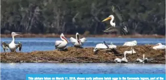  ??  ?? This picture taken on March 11, 2018, shows curly pelicans hatch eggs in the Karavasta lagoon, part of the Divjake Karavasta National Park. — AFP