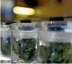  ?? PHOTO: MARIO ANZUONI/REUTERS PHOTO ?? Medicinal marijuana in jars at dispensary in California, the United States. Columnist Rosemary McLeod says marijuana lobbyists are using softening attitudes to medicinal cannabis to open the door to broader enabling legalisati­on.