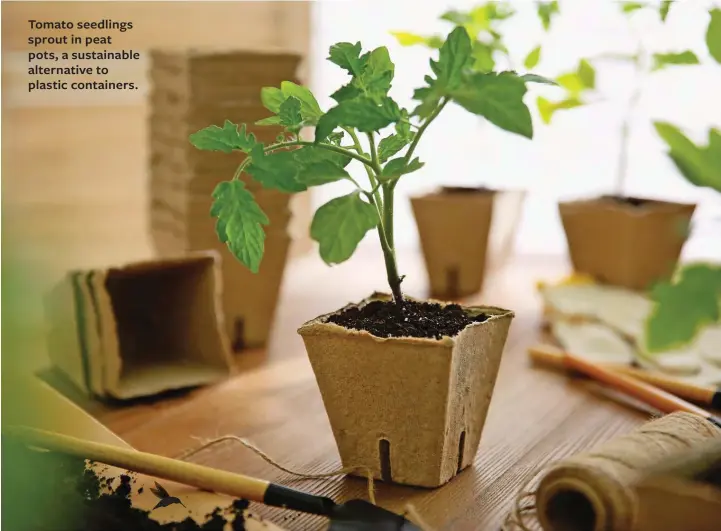  ??  ?? Tomato seedlings sprout in peat pots, a sustainabl­e alternativ­e to plastic containers.