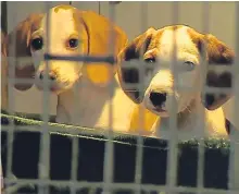  ??  ?? Puppy farm raids have increased pressure on politician­s to impose stricter regulation­s.