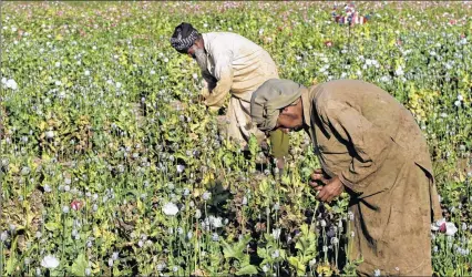  ??  ?? ASSOCIATED PRESS Afghan farmers harvest raw opium last month at a poppy field in Kandahar’s Zhari district. Growing poppies for opium is illegal in Afghanista­n and forbidden under Islam, but farmers feel they have no choice. To see a photo gallery, go...