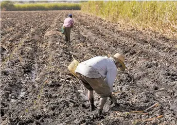  ??  ?? El grano se cultiva en 22 de los 33 municipios del estado en una superficie de 1,300 hectáreas.