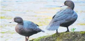  ?? PHOTO / SUPPLIED ?? The whio population of the Waiau and Te Hoe rivers in Maungatani­wha, some pictured here, has nearly fully recovered from snowstorms and floods in 2016.