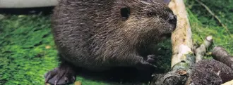  ?? GREG SOUTHAM ?? An orphaned baby beaver at the WILDNorth Wildlife Hospital will have to stay for two years in the facility before he can be released to the wild and will cost a considerab­le amount of money to raise over that time.