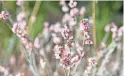  ?? REPUBLIC
MARE CZINAR/SPECIAL FOR THE ?? Buckwheat blooms February through June in Scottsdale’s McDowell Sonoran Preserve.