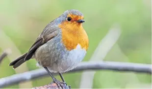  ??  ?? “This wee robin was puffing out his feathers to keep warm at Morton Lochs in Tentsmuir forest,” says Eric Niven.