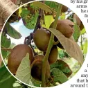  ??  ?? Waiata Gardens is sheltered and warm enough to grow golden kiwifruit.