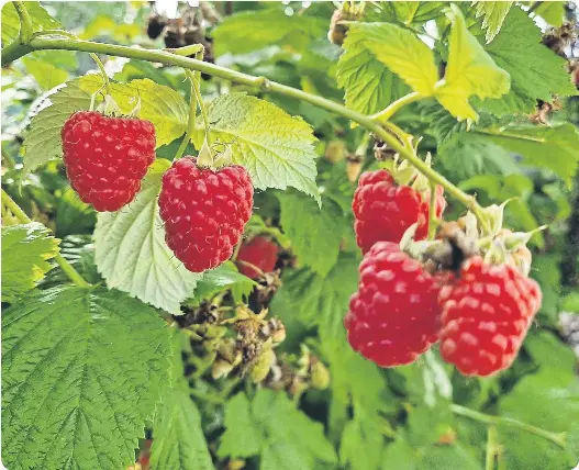 Time is running out for winter planting - PressReader