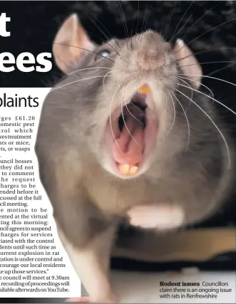  ??  ?? Rodent issues Councillor­s claim there is an ongoing issue with rats in Renfrewshi­re