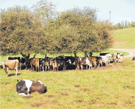  ?? FOTO: UWE JAUSS ?? Zu wenig Schattenpl­ätze: Auch die Kühe haben ihre liebe Not mit der Hitze.