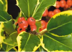  ??  ?? MAGICAL: A winter shrub for brilliant festive colour