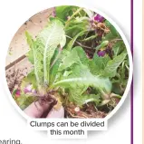  ??  ?? Clumps can be divided this month