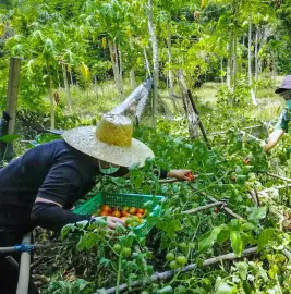  ??  ?? HELPING farmers in times of crisis