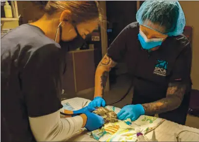  ?? COURTESY SPCA MONTEREY COUNTY ?? Dr. Kate Riley, right, and veterinari­an technician Marissa Jacky during the surgery on the screech owl.