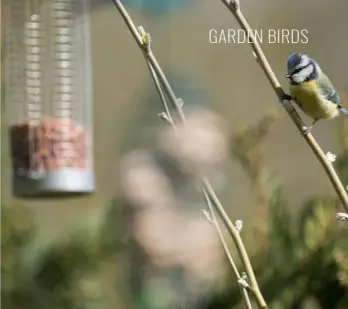  ??  ?? Above: Feeders are a great way to start attracting birds into your garden.
Top left: Common species like great tits can make for great pictures, especially when on the right perch.
Bottom left: Experiment with darker background­s with front-lit subjects for greater contrast.