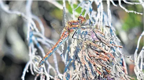  ?? ?? Common darters are well-named as when they spot prey, they will spring into action, darting forward to grab it.