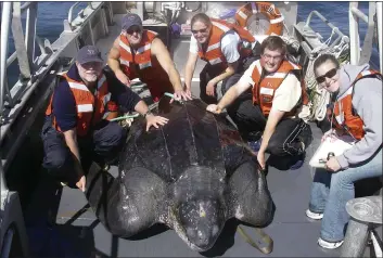  ?? HEATHER HARRIS — NOAA ?? Scientists including Scott Benson, at far left, can be seen with a giant western Pacific leatherbac­k sea turtle as they take measuremen­ts and attach a GPS satellite tracking device to its shell.