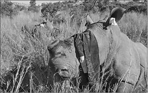  ??  ?? Een neushoorn zonder hoorns in het Zuid-Afrikaanse wildpark Pilanesber­g. (Foto: NOS)