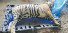  ?? HT PHOTO ?? The tiger died after it was caught in a snare put up by a farmer.