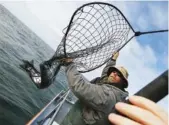  ?? ASSOCIATED PRESS FILE PHOTO ?? Jared Davis hauls in a salmon caught off the coast of Stinson Beach, Calif.