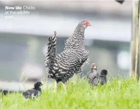  ??  ?? New life Chicks at the wildlife park