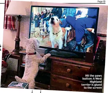  ??  ?? Hit the paws button: A West Highland terrier is glued to the screen