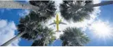  ?? GENE J. PUSKAR/AP ?? Federal officials are promising to take steps to improve the flow of planes in Florida.