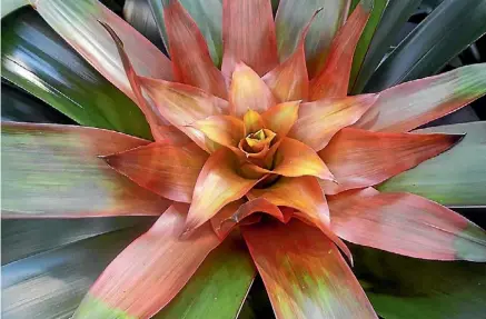  ??  ?? A strikingly-coloured bromeliad.