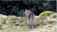  ??  ?? Iberian Lynx