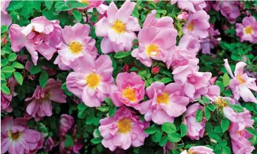  ??  ?? Star of the show: Soft pink, repeat-flowering shrub rose Marguerite Hilling in bloom