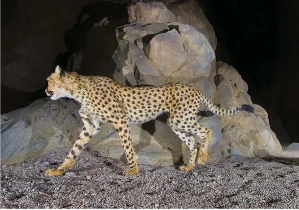  ??  ?? Above: male Asiatic cheetahs can have huge home ranges. Right: cameratrap­s were used to keep tabs on these Critically Endangered cats.