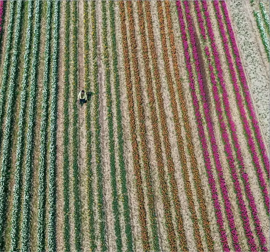  ?? ?? Some of the 250,000 tulips in full bloom in a Lincolnshi­re field farmed by Multiflora Flowers, Holbeach, April 2020