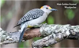  ??  ?? Male Golden-fronted Woodpecker