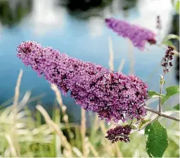  ??  ?? Buddleia are sweet smelling, tall reaching invasive weeds.