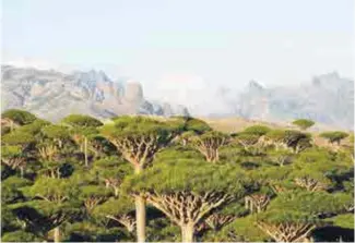  ??  ?? L’archipel yéménite de Socotra, un paradis sur terre