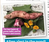  ??  ?? The two types of yacon tuber and its flowers and leaves