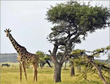  ?? AFP ?? Tourists have long flocked to Kenya’s majestic savanna to see animals like the giraffe graze in their habitat but coronaviru­s is killing the tourism industry and impacting wildlife reserves.