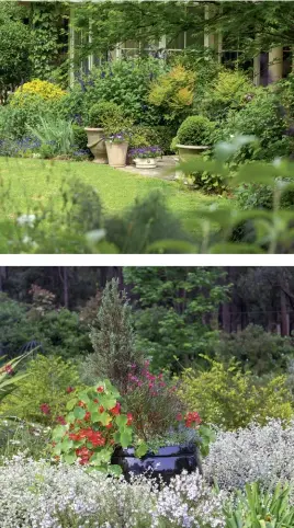  ??  ?? FROM TOP
A mix of annuals and perennials, including large purple Salvia ‘ Amistad’, at the back of the house; nasturtium spilling out of a glossy pot, with silver Helichrysu­m petiolare in the foreground. OPPOSITE, CLOCKWISE FROM TOP LEFT
A sloping garden bed with steps leading to another ‘room’ of the garden; blue delphinium­s among the mature trees; an urn on a pedestal embraced by Malus ioensis ‘Plena’, a later-flowering crabapple; carpet roses and lamb’s ears surround a rusted metal sculpture; a pear sculpture sits among the vibrant foliage of iresine, coleus, ruellia, alyssum and golden sedum.